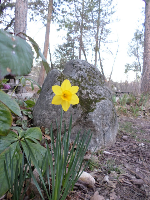 spring daffodil