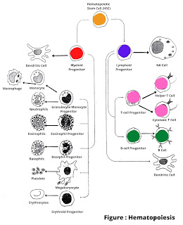 Process of Hematopoiesis