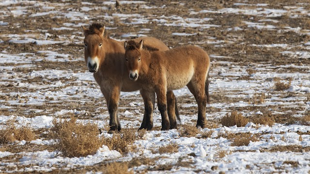  Aumenta o rebanho de cavalos selvagens de Przewalski na China