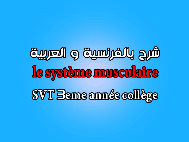 le système musculaire 3ac