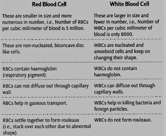 Differences between Red Blood Cells and White Blood Cells