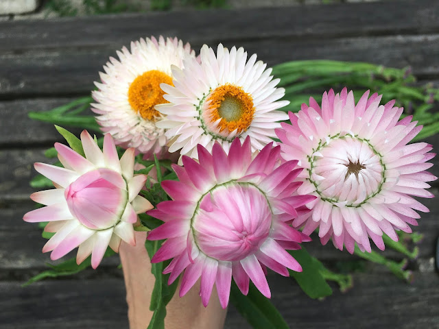 Stawflowers for drying