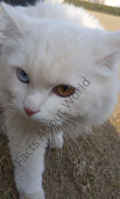 Turkish Angora Cat Breed