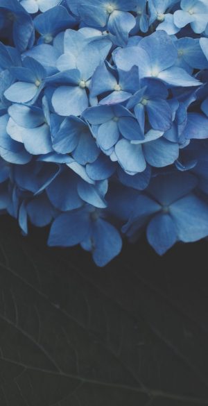Flower Wallpaper images for Mobile Phone