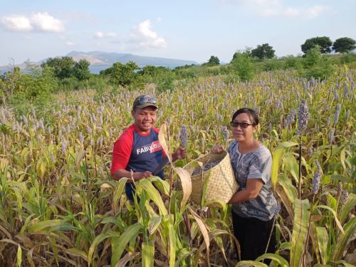 Sorgum merupakan sumber pangan lokal