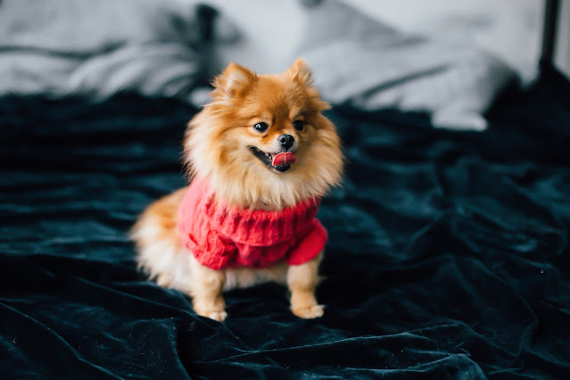 Pomeranian Dog Price In Sri Lanka