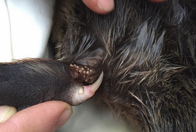 Close up of a spur on a male platypus