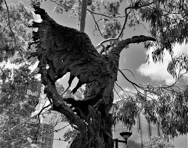 Bankstown Public Art | 'Phoenix - Spirit of Recovery' Sculpture by Crawford's Casting