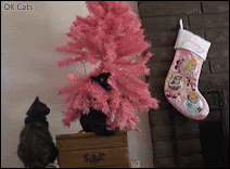 Christmas Cat GIF • Naughty Cat knocks over pink Christmas tree because he thinks it's a ridiculous tree! [gif-ok-cats.com]