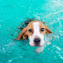 Πρωτοχρονιά 2022: Ναυτικοί του φέρι μποτ «Ελευθέριος» έσωσαν σκύλο που βρήκαν στη θάλασσα!