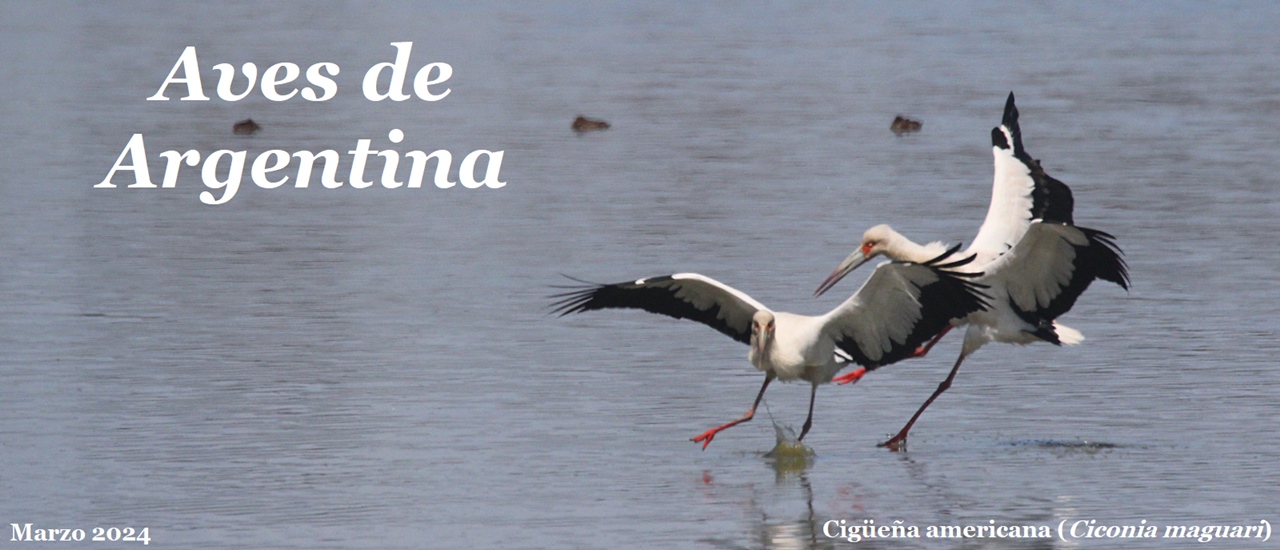 Aves de Argentina