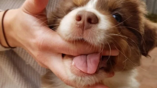 How to Train a Puppy Not to Bite Your Hand