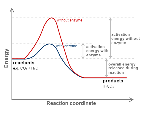 reaction with or without enzymes catalyst