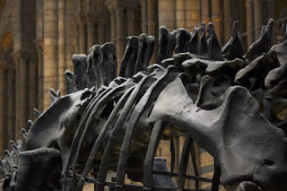 恐竜の背中の骨