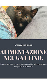 cibo gattini consigli