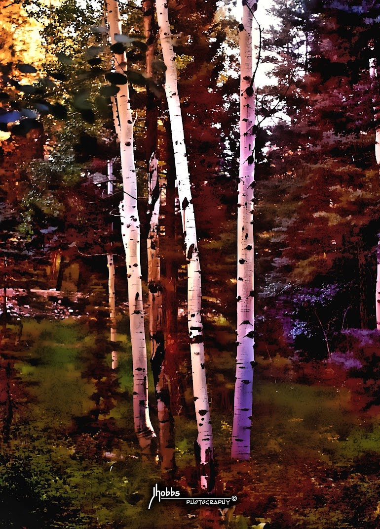 Aspens Near Dark