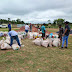 Extrativistas da Resex Rio Ouro Preto em Guajará-Mirim recebem calcário para aumentar a produtividade agrícola