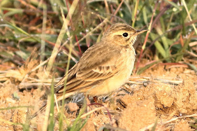 Paddyfield Pipit