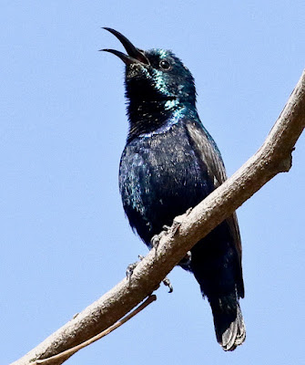 Purple Sunbird