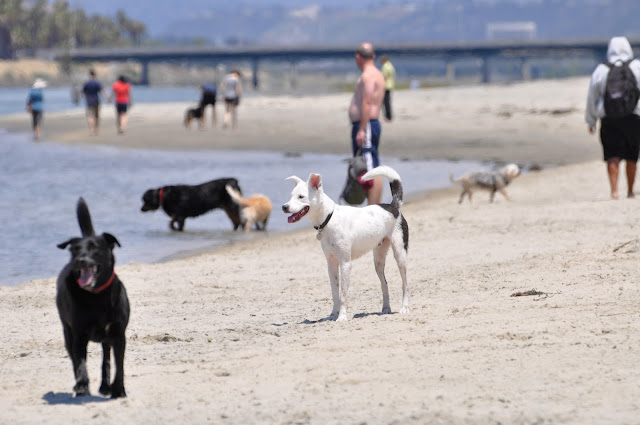 Vacaciones en San Diego, California con mascotas