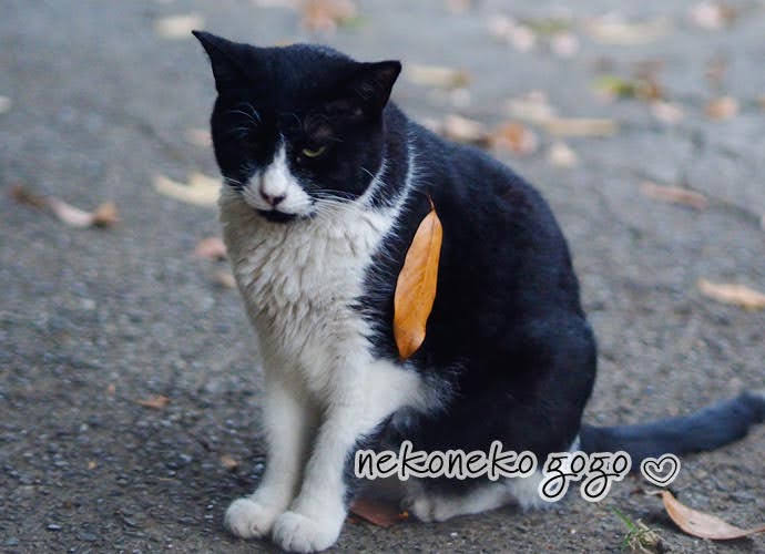 ねこ散歩で会った黒白猫さん