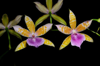 Miltonia binotii - Binot's Miltonia care