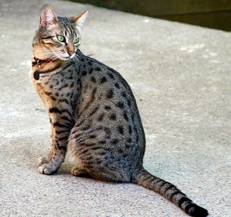 Egyptian Mau is on the list of the cutest cats in the world with beautiful patterns.