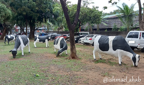 Cows of Marikina Heights