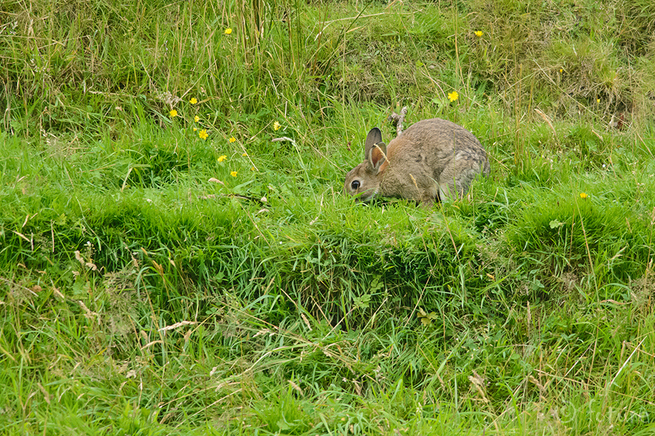 Küülik, Oryctolagus cuniculus cuniculus, European rabbit, jänes