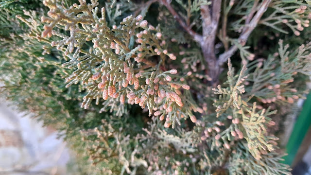 Ciprés (Cupressus sempervirens "Totem").