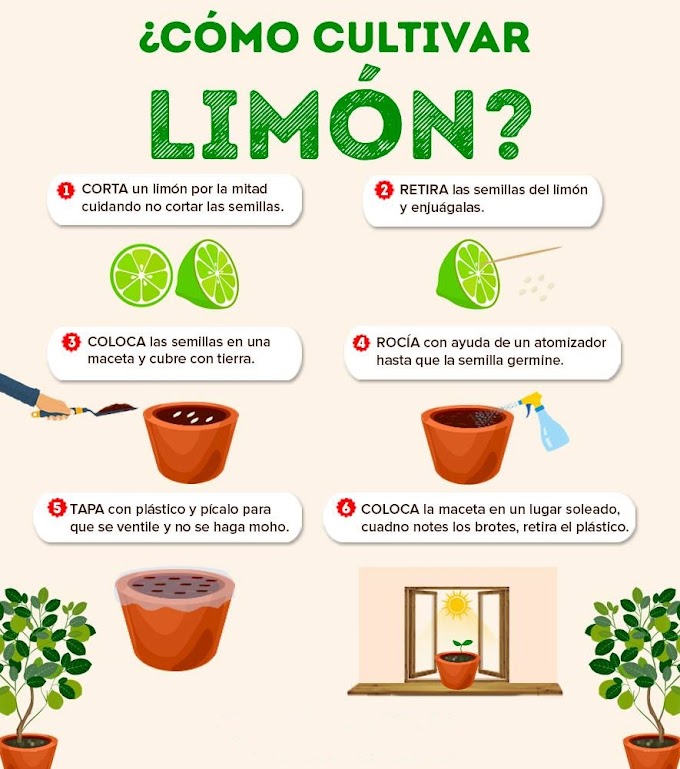 ¿Cómo cultivar limón?