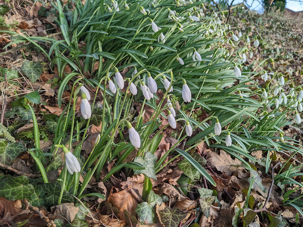 Snowdrops emerging after the storms