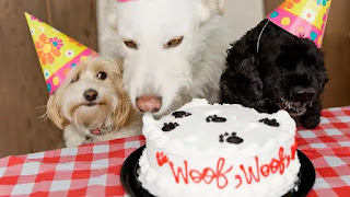 Cake effects on dogs
