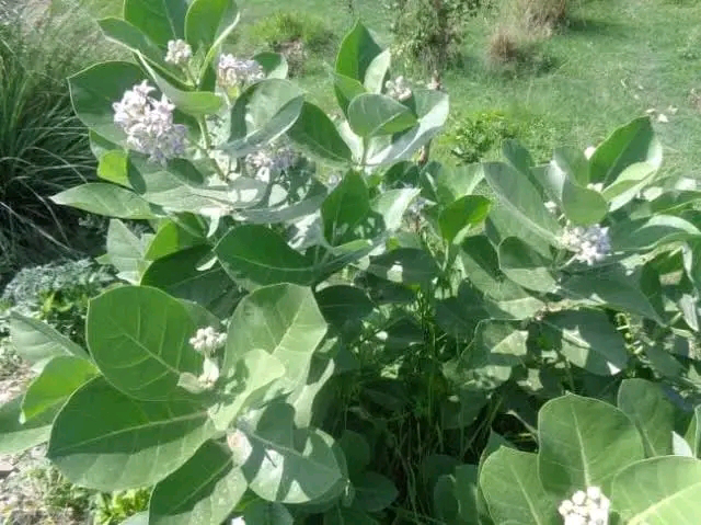 चित्र