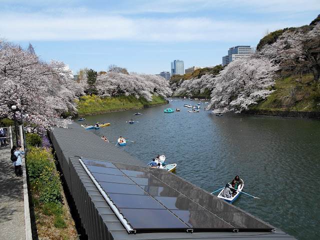 桜満開の千鳥ヶ淵でボートを楽しむ人々