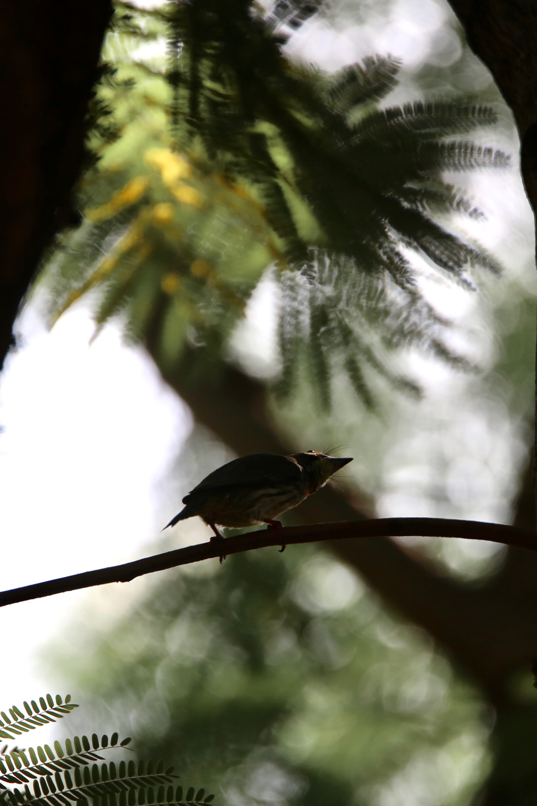 Coppersmith Barbet, Names of Birds, high resolution images free