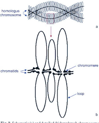 POLYTENE CHROMOSOME & LAMPBRUSH CHROMOSOME in hindi