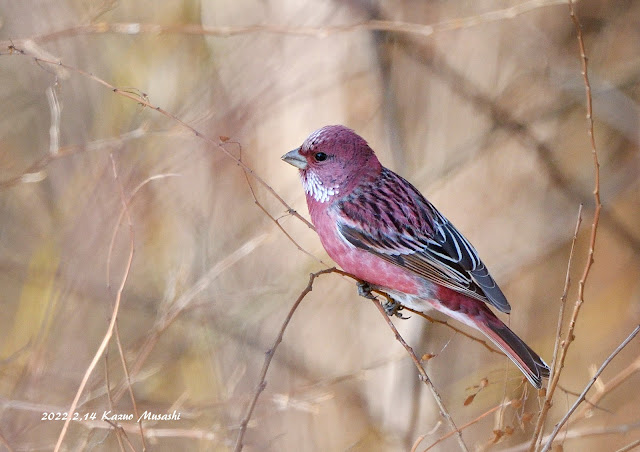 宮城の野鳥