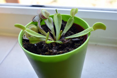 venus fly trap houseplant in front of window