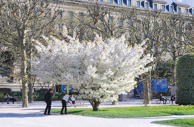 Вишня прекрасная / Вишня красивая (Prunus speciosa)