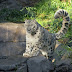 ΝΙΚΗΜΕΝΗ από τον ΚΟΡΩΝΟΪΟ πέθανε μια λεοπάρδαλη του χιονιού σε ζωολογικό κήπο 
