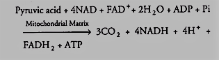 The summary equation for this phase of respiration is as follows