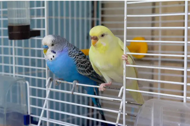 can birds be potty trained / The Surprising Truth About Potty Training Birds