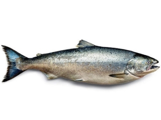 Salmon Fish