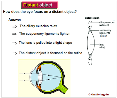 How does the eye focus on a distant object