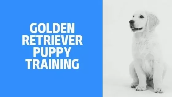 Golden Retriever Puppy Training