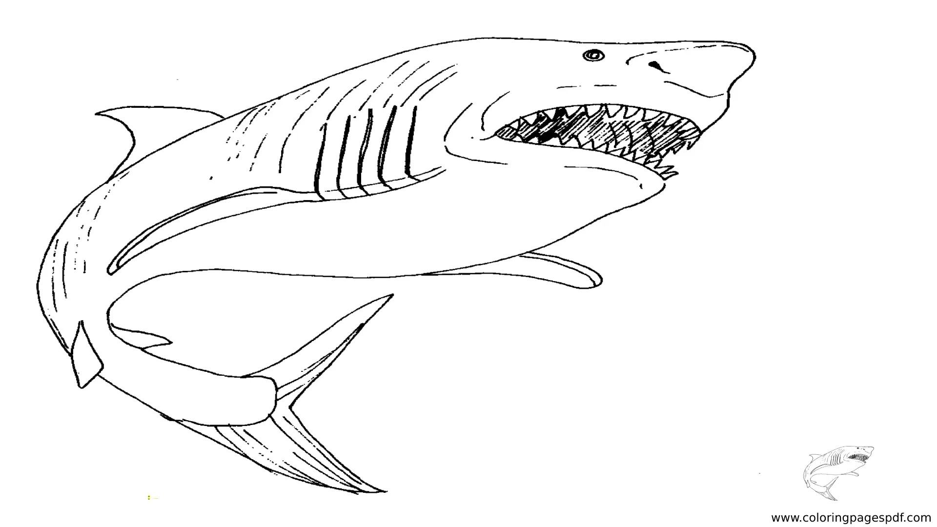 Coloring Pages Of An Aggressive Shark