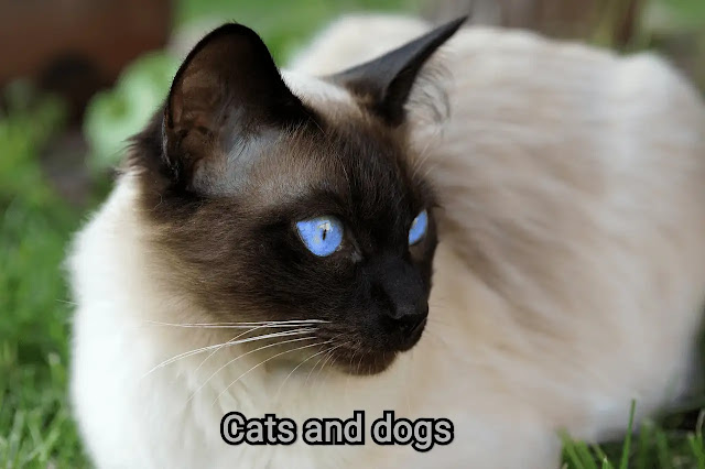 5 Secrets That Experts Of Siamese Cats