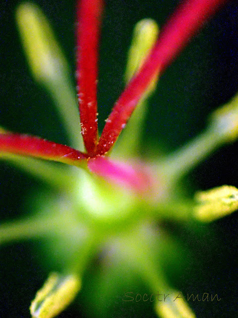 Paris tetraphylla