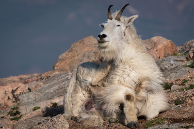Mountain Goat, Mount Evans